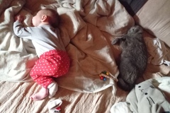 Chovatelská stanice Bengálských koček Storm Born, Ostrava