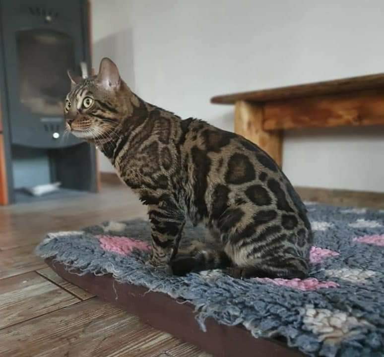 Inkuban Mott chovný kocour chovatelské stanice Storm Born