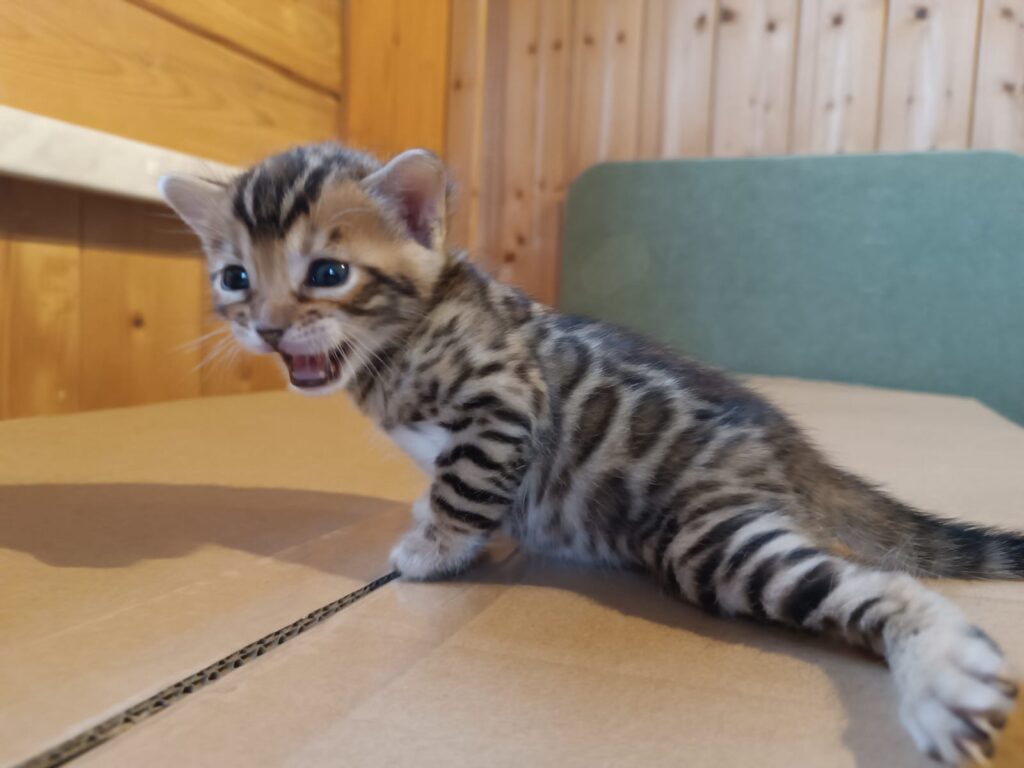 vrh J Storm Born bengals