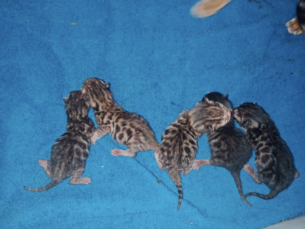 Charcoal Bengal Cat
