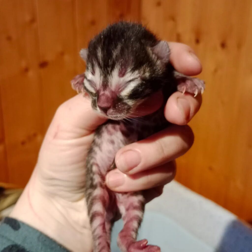 Máme volná kotátka! Bengálská kočka