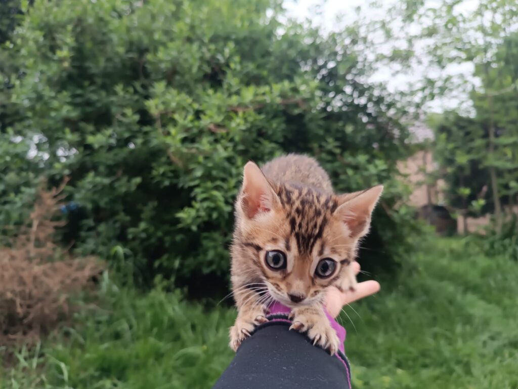 Brown spotted tabby bengal cat